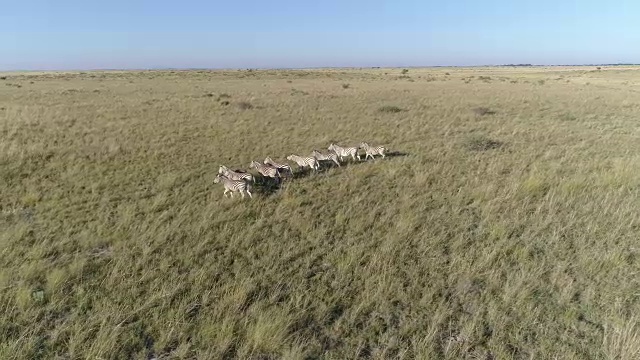 斑马在奥卡万戈三角洲草原上奔跑的鸟瞰图视频素材