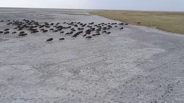 鸟瞰一群角马奔跑在广阔的Makgadikgadi潘视频素材