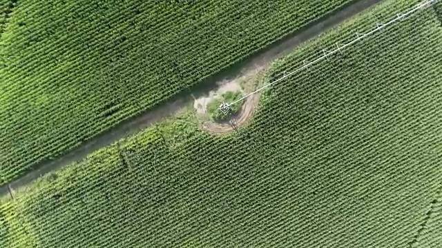 从灌溉过的玉米地上从空中飞驰而出视频素材