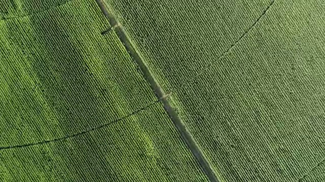 高鸟瞰图的灌溉模式在玉米田视频素材