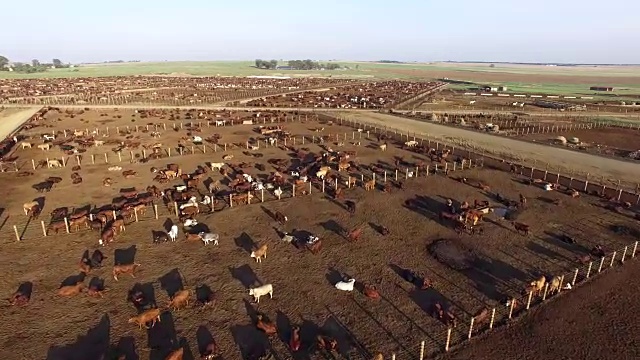 鸟瞰图的牛在饲养场视频下载
