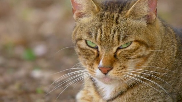 特写的棕色虎斑猫与绿色的眼睛视频素材