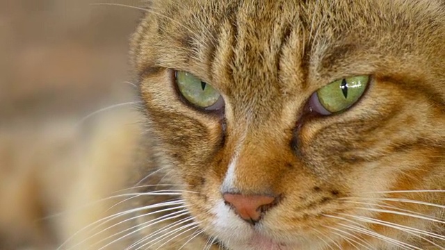 特写的棕色虎斑猫与绿色的眼睛视频素材