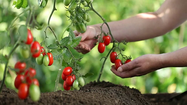 手触摸植株的樱桃番茄控制质量和治疗蔬菜花园视频下载