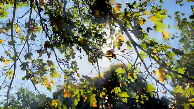树，秋叶和美丽的阳光。拍摄于十月的自然。视频素材