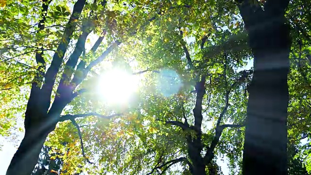 自然环境下的秋叶。背光的阳光。视频素材