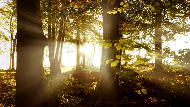 树，秋叶和美丽的阳光。拍摄于十月的自然。视频素材
