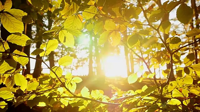 自然环境下的秋叶。背光的阳光。视频素材