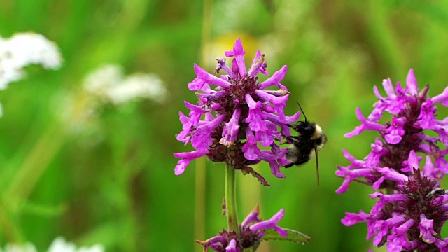 夏日草地上的丹参野花，大黄蜂和蜜蜂近距离采蜜。大自然的概念。慢动作视频素材