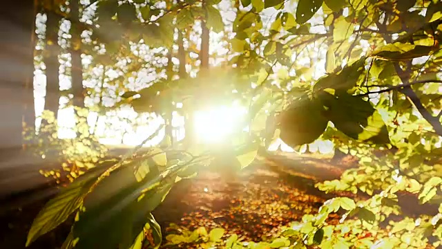秋日的树木和草原，阳光明媚。视频素材
