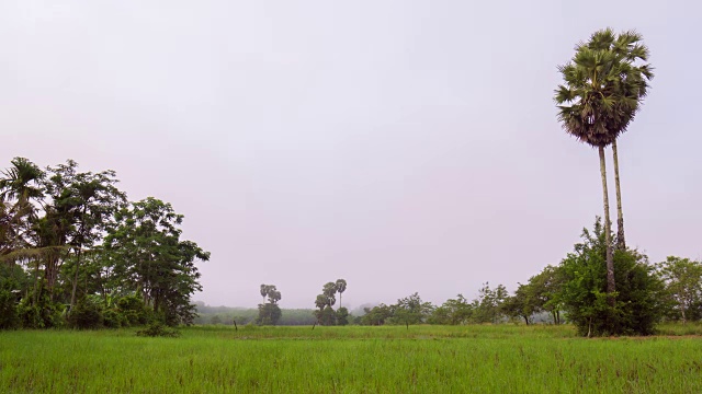 稻田里的糖棕榈树，清晨的薄雾视频素材