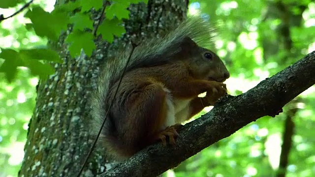坐在树枝上吃坚果的欧亚红松鼠视频素材