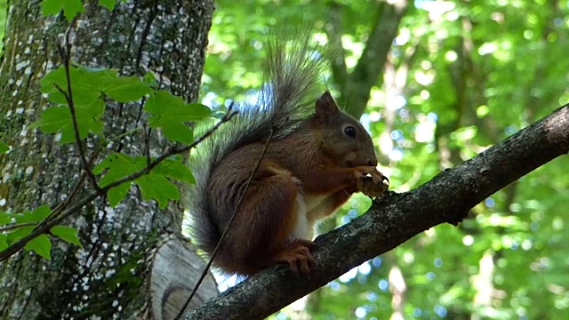 坐在树枝上吃坚果的欧亚红松鼠视频素材