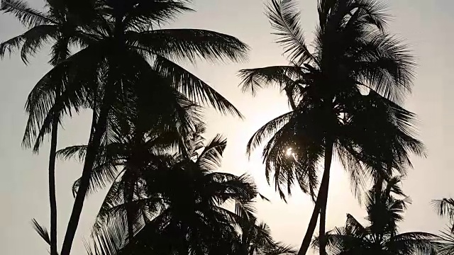 热带岛屿上的棕榈树剪影，绿叶和阳光，充满异国情调的地方视频素材