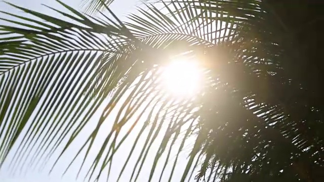 热带马尔代夫岛上的一棵绿叶和阳光的棕榈树，充满异国情调视频素材