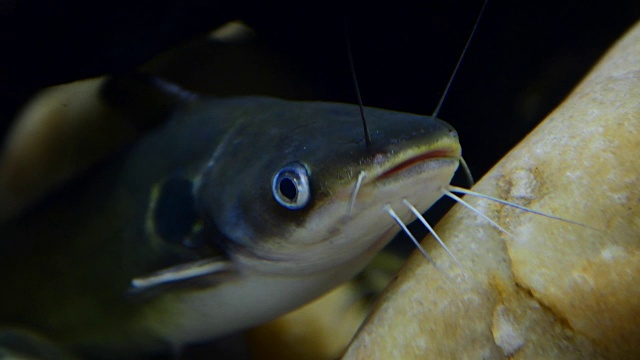 亚洲红尾鲶鱼在水下。视频下载