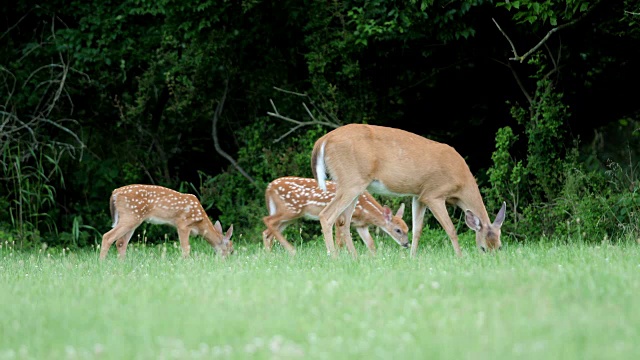 白尾鹿，小鹿和母鹿视频素材