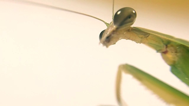 近距离绿色螳螂的眼睛模糊丑陋的嘴。本空间的问候视频素材