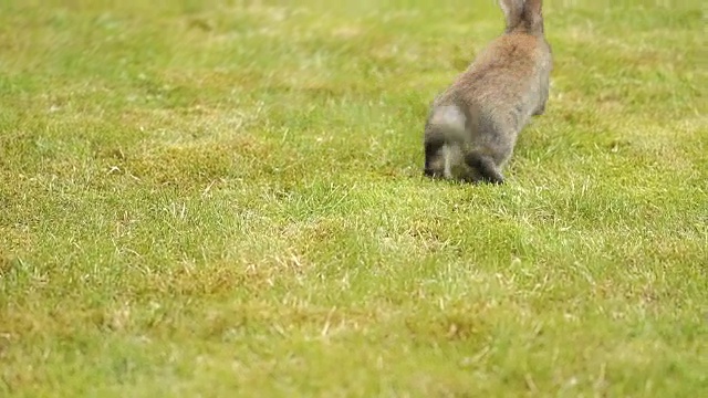 绿色草地上的灰色兔子视频下载