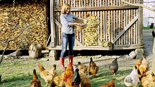 一个妇女在喂一群母鸡视频下载