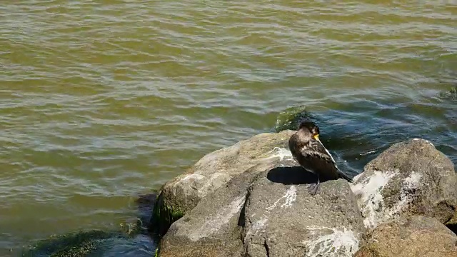 野鸟大鸬鹚坐在海上的一块岩石上视频下载