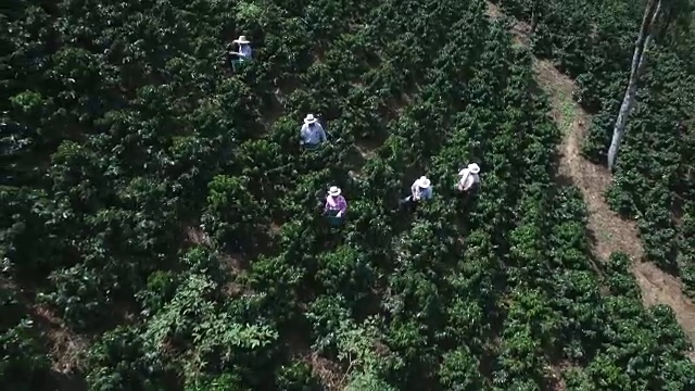 人们在咖啡农场收集咖啡豆的鸟瞰图视频下载