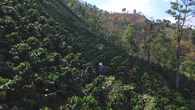 男性农民熏蒸咖啡作物的鸟瞰图视频下载