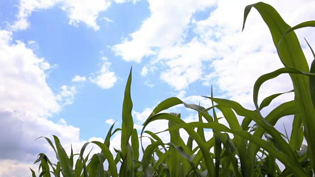 年轻的玉米地和蔚蓝的天空视频素材