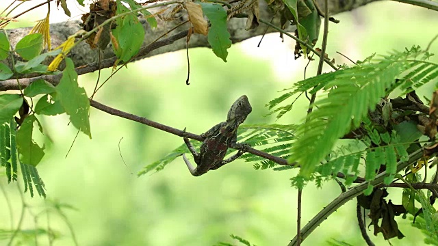 在树上休息的蜥蜴。视频素材