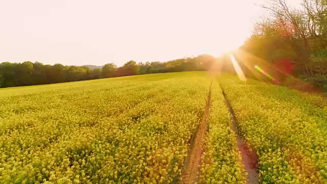 傍晚的阳光下，空中的油菜籽田视频下载