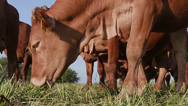 低角度的特写自由放养的牛放牧绿色的草视频下载