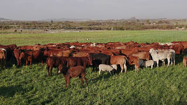 静态广角视野的自由放养牛和羊在一个领域视频下载