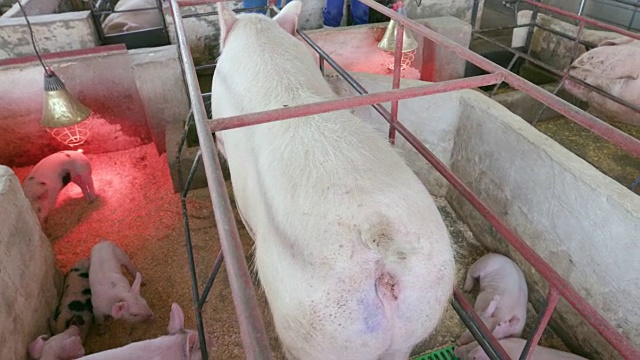 在一个工业养猪场，母亲和小猪在产房里视频下载