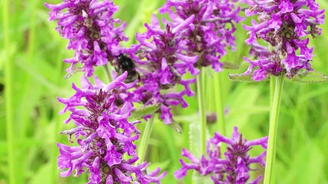 夏日草地上的丹参野花，大黄蜂和蜜蜂近距离采蜜。大自然的概念视频素材