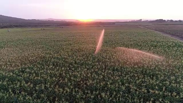 灌溉玉米的背光鸟瞰图视频素材