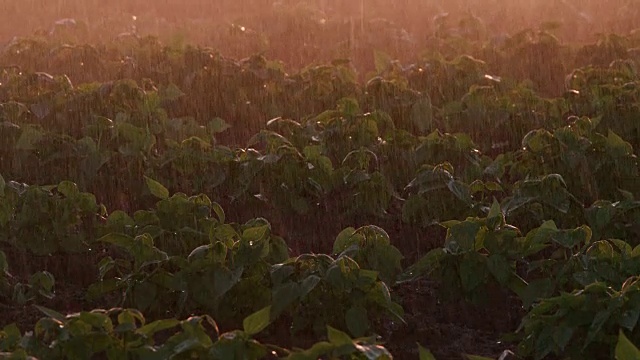 背光特写的大型商业蔬菜农场作物被灌溉视频素材