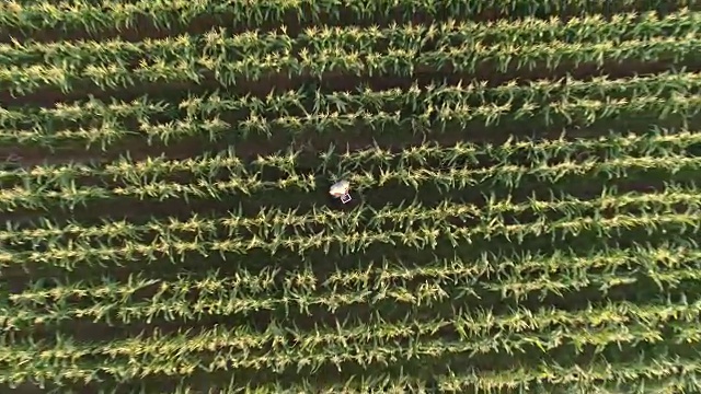 一个农民正用数字平板电脑监控他的玉米作物的鸟瞰图视频素材