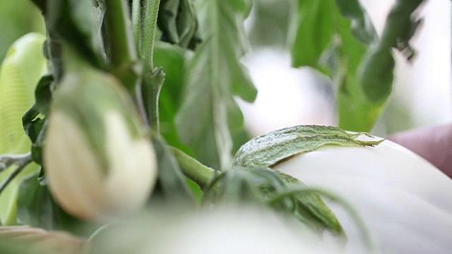 茄子是白色的植物，在蔬菜园里亲手照料，收起来视频下载