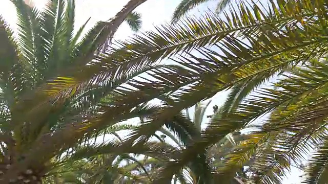 在棕榈树下行走的4K慢动作视频视频素材