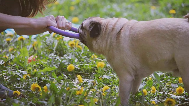 哈巴狗品种的狗。一个女孩在绿色的草坪上遛狗。视频素材