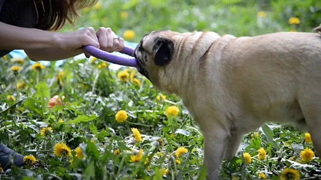 哈巴狗品种的狗。一个女孩在绿色的草坪上遛狗。视频素材