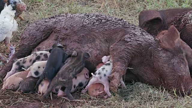 可爱可爱的自由放养小猪从他们的母亲吮吸视频素材