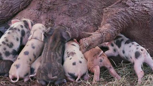 可爱可爱的自由放养小猪从他们的母亲吮吸视频素材