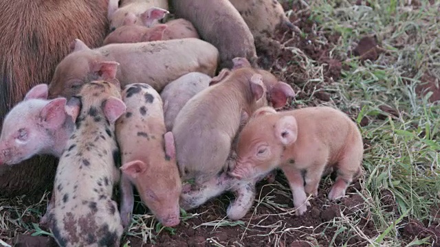 可爱的自由放养小猪挤在他们的母亲周围视频素材