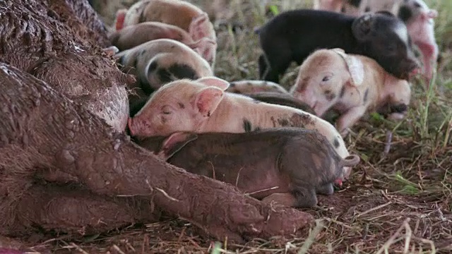 可爱的新生自由放养小猪挣扎着接近它的母亲吃奶视频素材