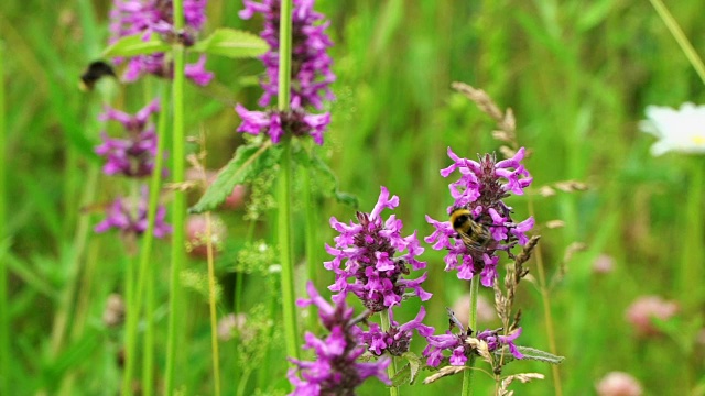 夏日草地上的丹参野花，大黄蜂和蜜蜂近距离采蜜。大自然的概念。慢动作视频素材