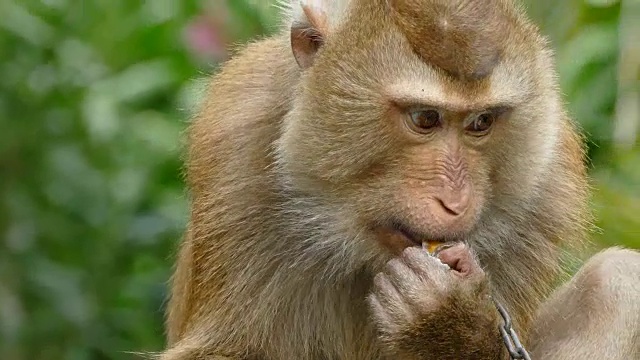 猴子猕猴视频素材