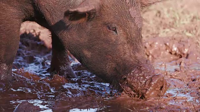 近距离面部视图的自由放养猪在地面为根觅食视频素材