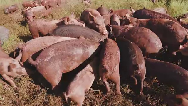 近距离观察小群自由放养猪饲养在一个领域视频素材