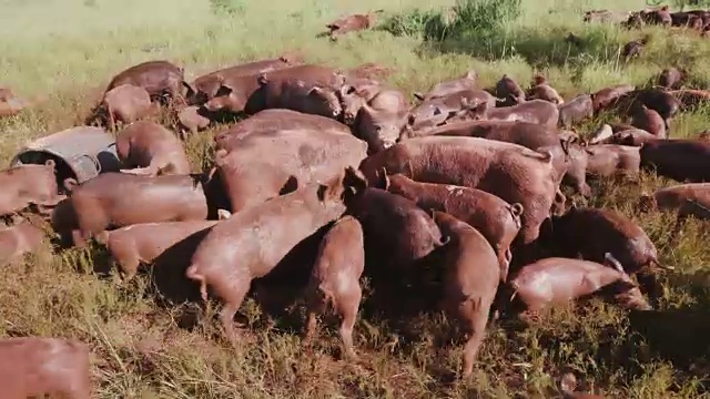 近距离观察小群自由放养猪饲养在一个领域视频素材